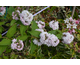 Deutzia