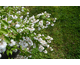 Deutzia Pride of Rochester