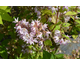 Deutzia Raspberry Sundae