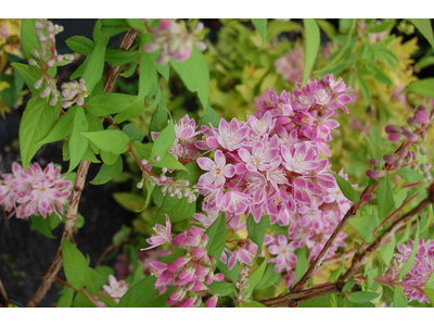 Deutzia