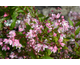 Deutzia Yuki Cherry Blossom Noble ®