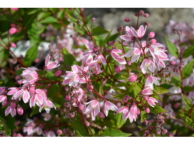 Deutzia