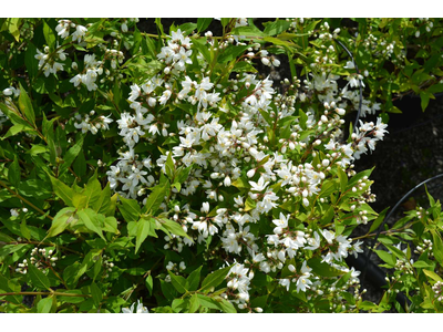 Deutzia