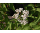 Deutzia compacta Lavender Time