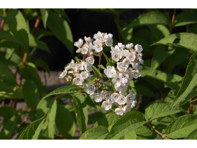 Deutzia compacta