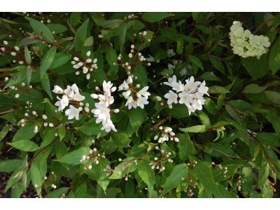 Deutzia gracilis