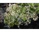 Deutzia setchuenensis var. corymbiflora 