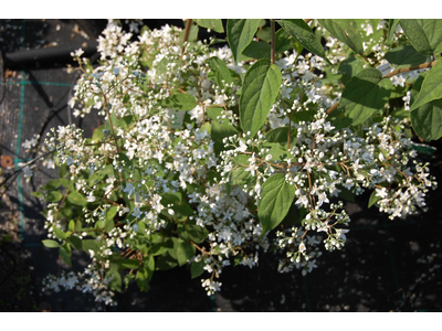 Deutzia setchuenensis var. corymbiflora