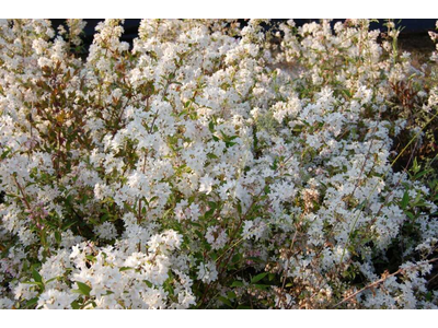 Deutzia x kalmiiflora