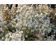 Deutzia x kalmiiflora 