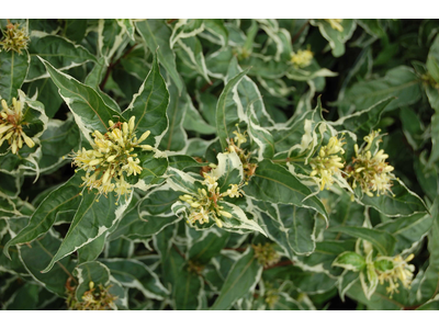 Diervilla sessilifolia