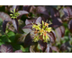 Diervilla rivularis Kodiac Black ® PW