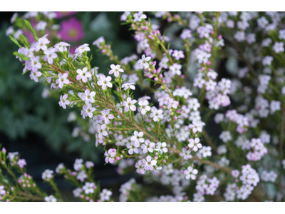 Diosma hirsuta (Coleonema)