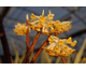 Edgeworthia chrysantha None