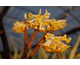 Edgeworthia chrysantha