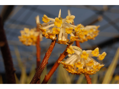 Edgeworthia chrysantha