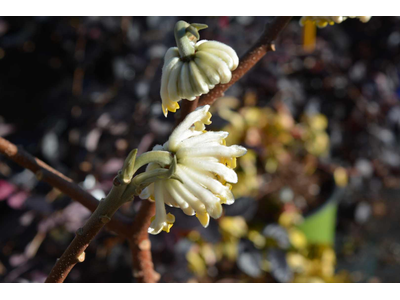 Edgeworthia chrysantha