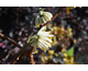 Edgeworthia chrysantha Grandiflora