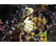 Edgeworthia chrysantha