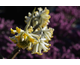 Edgeworthia chrysantha Winter Liebe