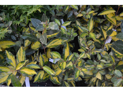 Elaeagnus x ebbingei