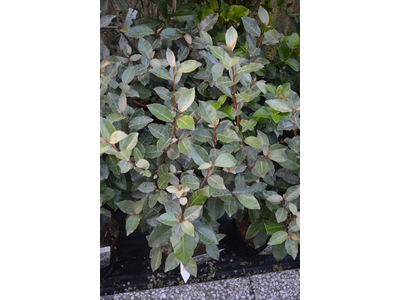 Elaeagnus x ebbingei