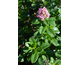 Escallonia Pink Elle ® Noble