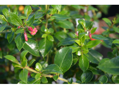 Escallonia rubra