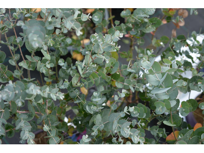 Eucalyptus gunnii