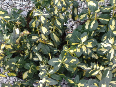 Euonymus fortunei