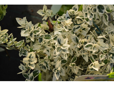 Euonymus fortunei