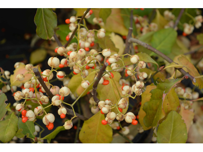 Euonymus fortunei