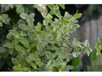 Euonymus fortunei