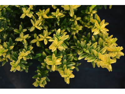 Euonymus japonicus