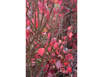 Euonymus alatus