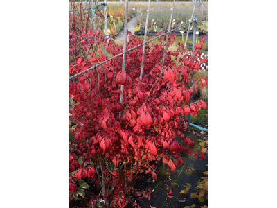 Euonymus alatus