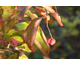 Euonymus europeus