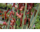 Euonymus grandiflorus Red Wine