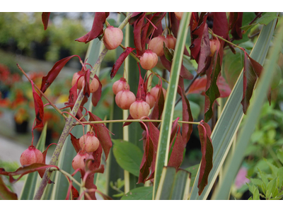 Euonymus grandiflorus