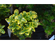 Euonymus japonicus Aureomarginatus