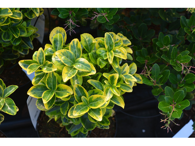 Euonymus japonicus