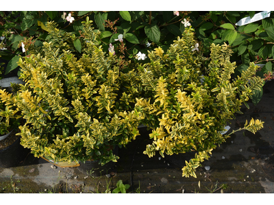 Euonymus japonicus