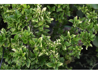 Euonymus japonicus