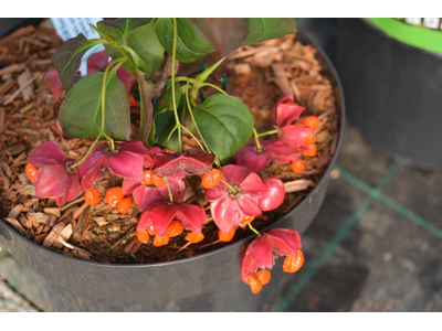 Euonymus planipes