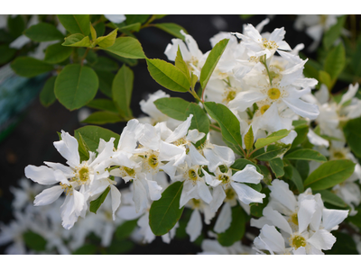 Exochorda macrantha