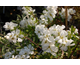 Exochorda macrantha