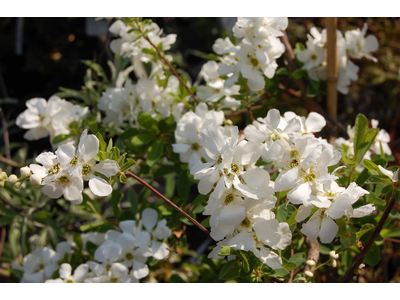 Exochorda macrantha