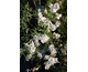 Exochorda racemosa