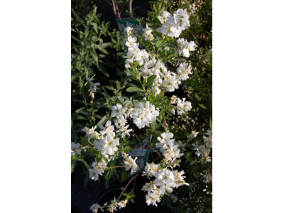 Exochorda racemosa