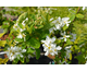 Exochorda serratifolia Snow White